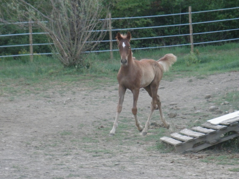 ASHQAR par pen'esta(arabe) et kali de bayssac ( welsh x dsa) - Page 2 P7040221