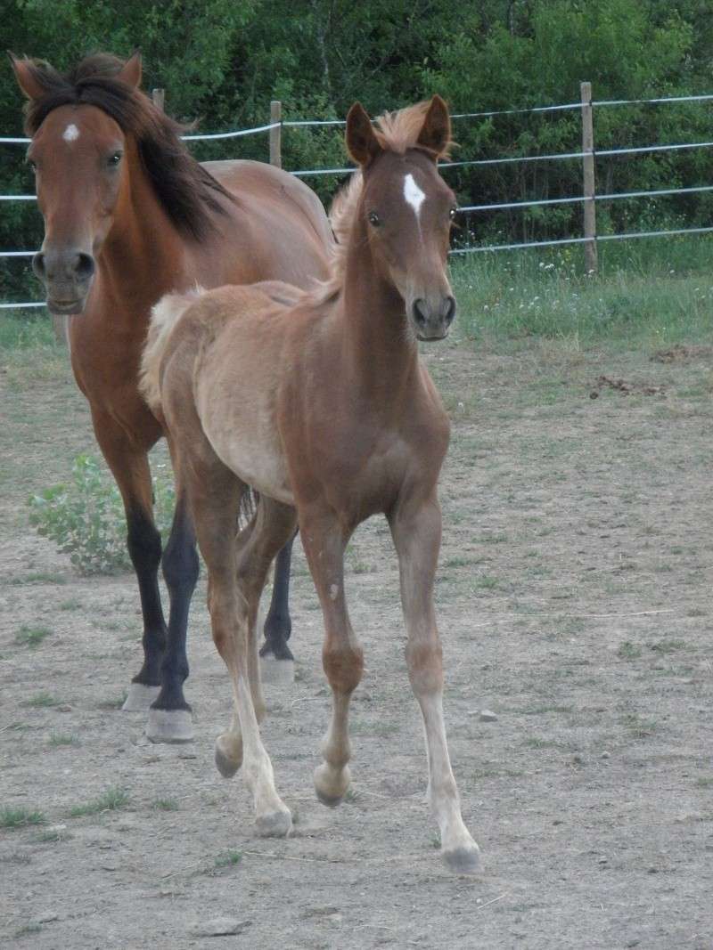 ASHQAR par pen'esta(arabe) et kali de bayssac ( welsh x dsa) - Page 2 P7040222