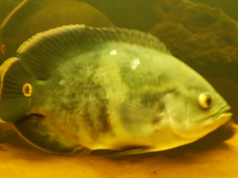 Astronotus F0.  - Page 3 S6004311