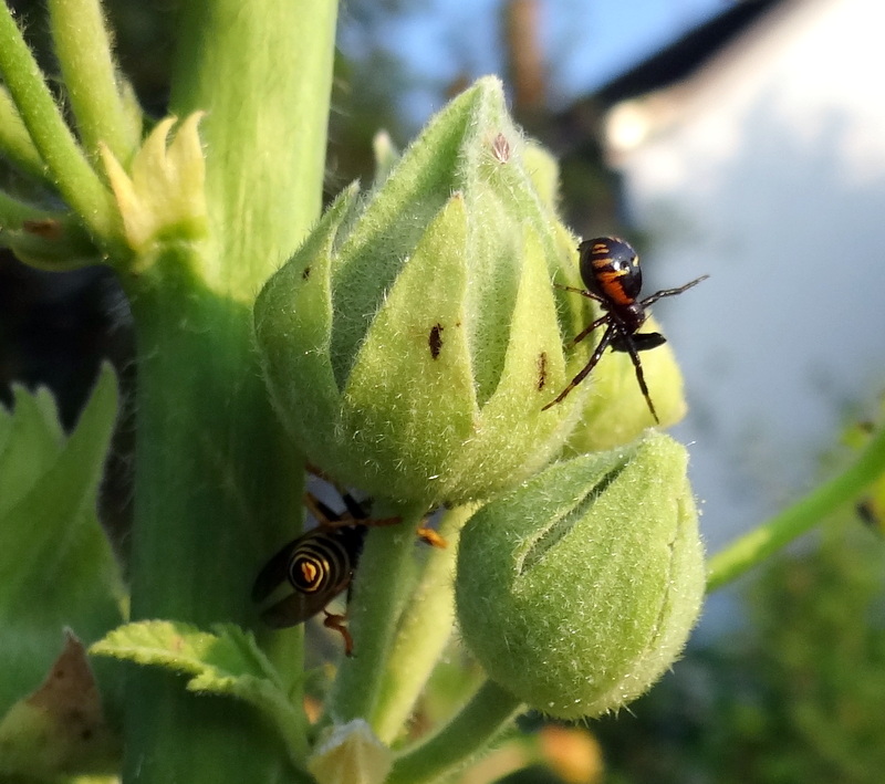 Uns guêpe a poursuivi une araignée dans les roses trémières Guape_10