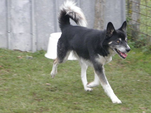 ANDY (Husky croisé Border Collie) Andy610