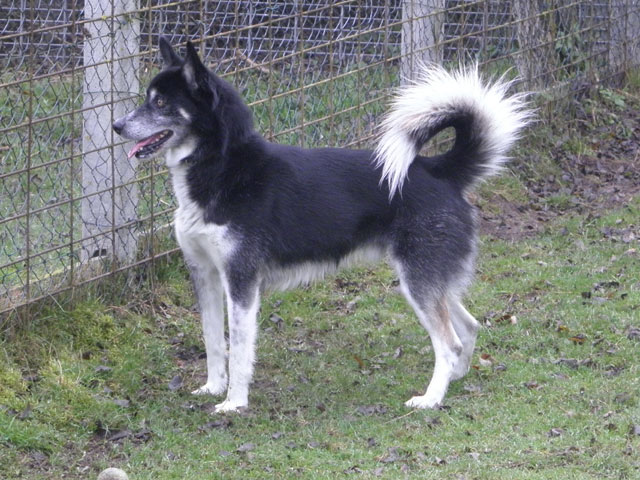 ANDY (Husky croisé Border Collie) Andy810