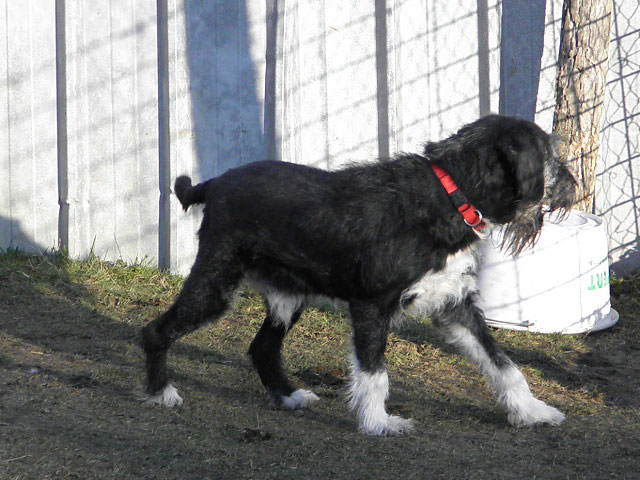 BLACKY (Type Griffon) Blacky17