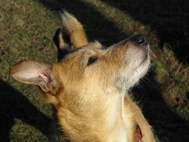 FLECHE (Type Fox Terrier) Fleche12