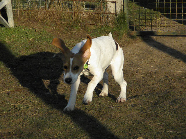 MATCH (Beagle) Match210