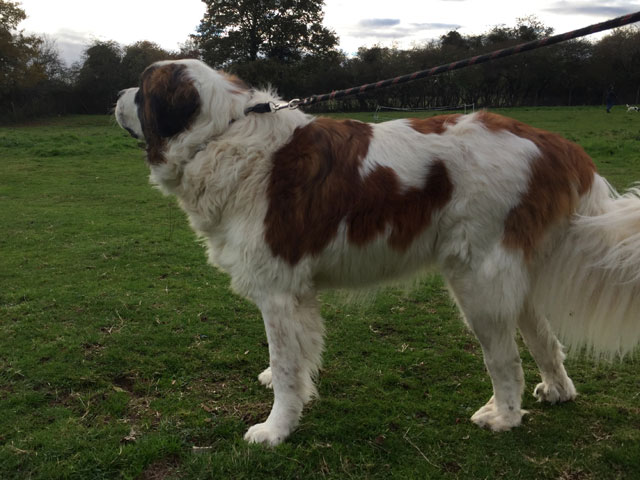 PACO (Saint Bernard) Paco210