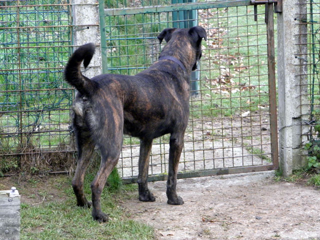 TEX (boxer X berger allemand) Tex210