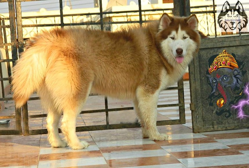 Is it a Husky or a Malmute? Reihan13