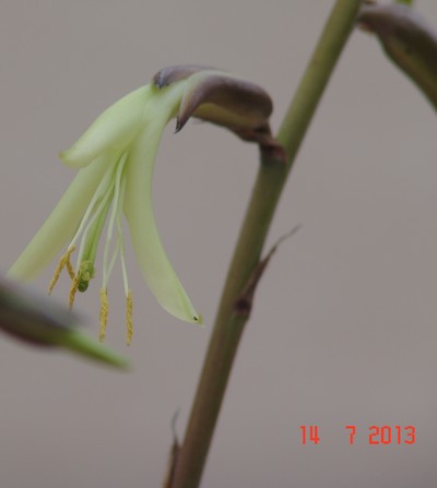 Puya mirabilis Dsc02812