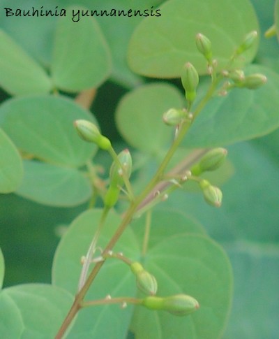 Bauhinia yunnanensis Dsc02822