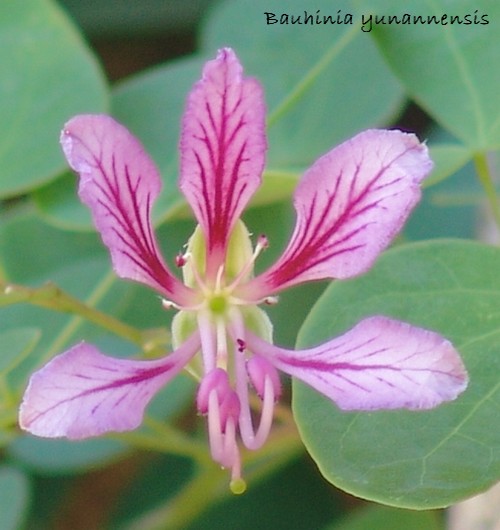 Bauhinia yunnanensis Dsc02826