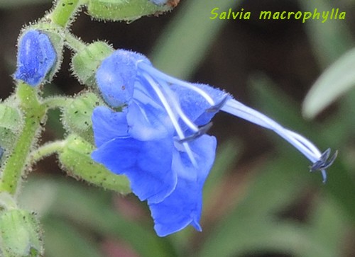 Salvia sagittata, macrophylla et urica Dscn5811