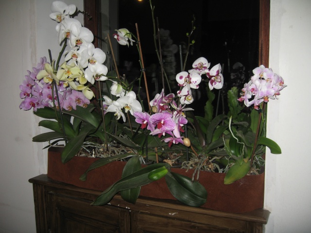 mes orchidées phalaenopsis - Page 3 Img_0154