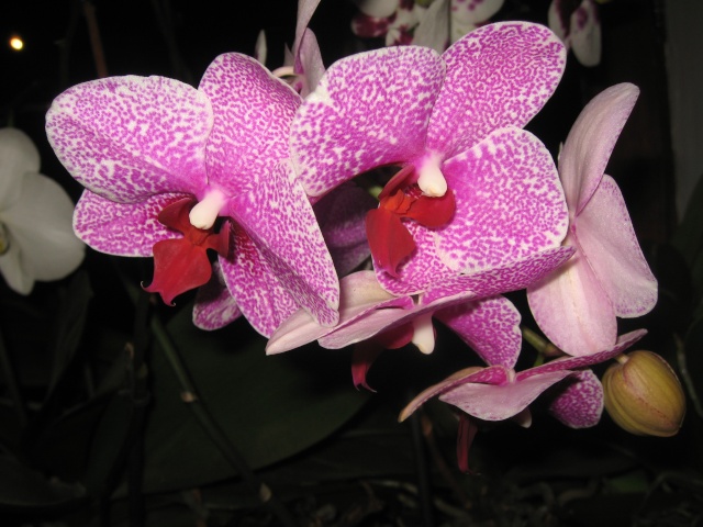 mes orchidées phalaenopsis Img_0158