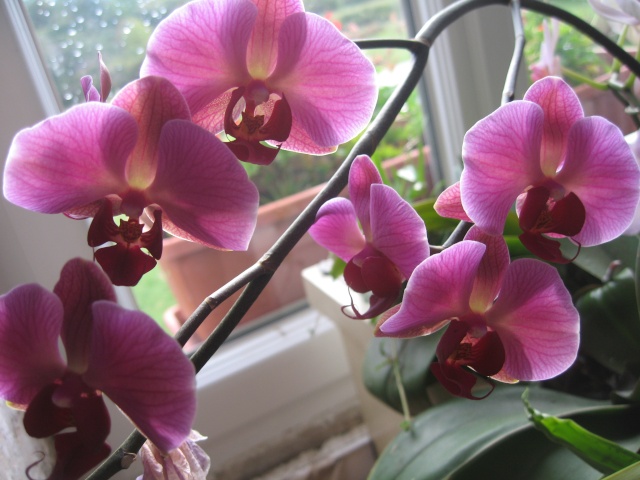 mes orchidées phalaenopsis Img_0163