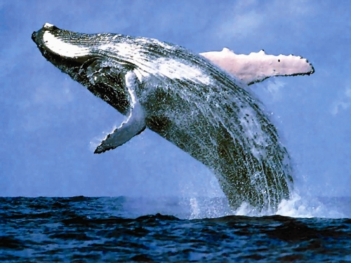 الحوت الخجول الحوت الازرق 80vtm010