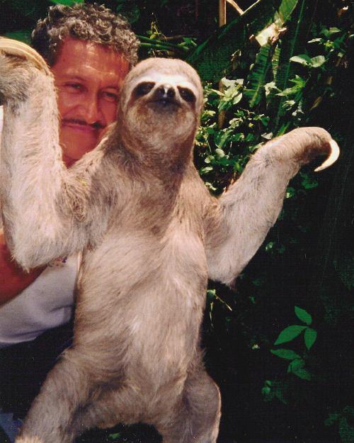 حيوان الكسلان  Sloth410