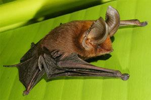  الخفاش ذو الاقدام المصاصة Untitl10