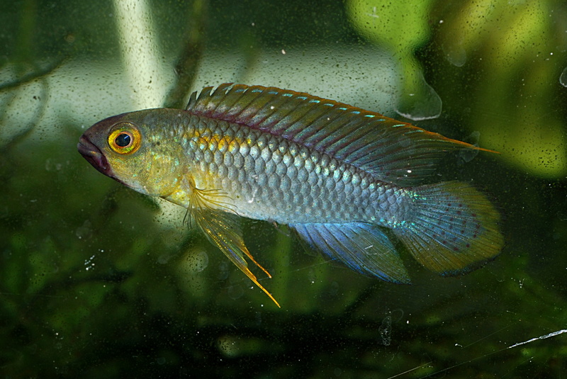 Apistogramma sp. wilhelmi (ou sp. Abacaxis) Apist_10