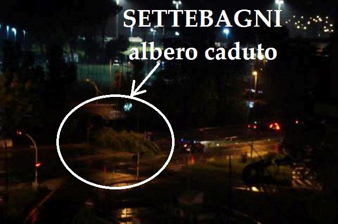 Viabilità e problematiche varie di Settebagni - Pagina 29 Albero11