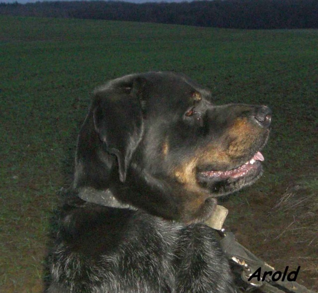 Arold, croisé beauceron arlequin, né en août 2005 - refuge SPA d'Amance Arold312
