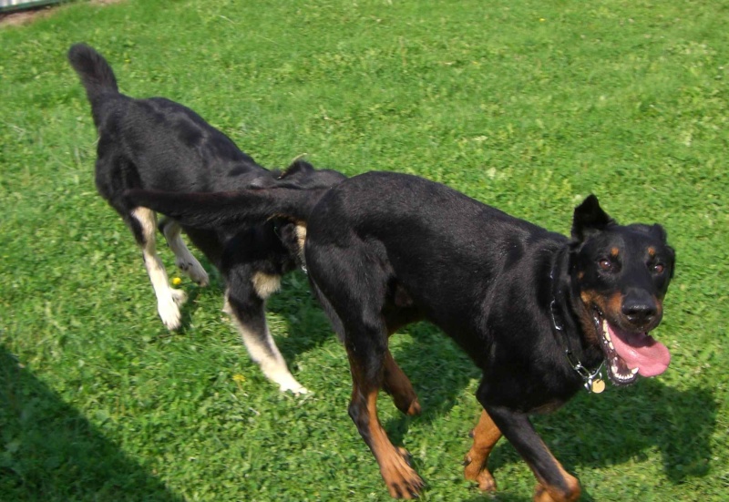 WOLF, beauceron de 3 ans - Page 2 Cybell10