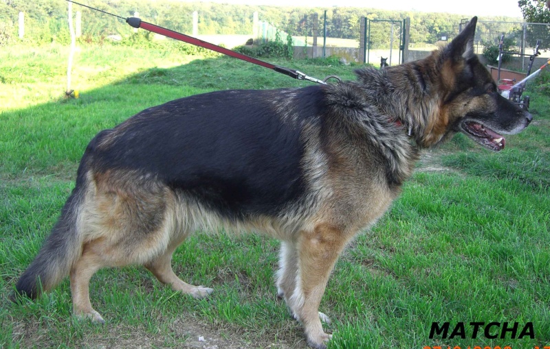 MATCHA chienne Berger Allemand de 8 ans Matcha11