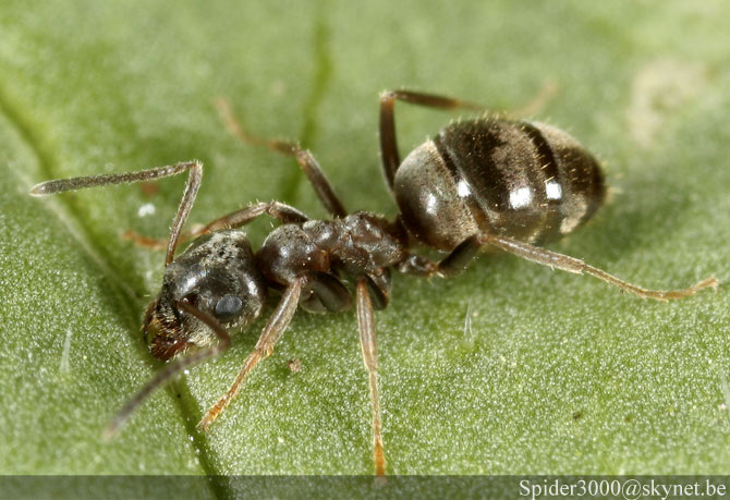 [insectes] Lasius sp "noir" (fourmi) Niger210