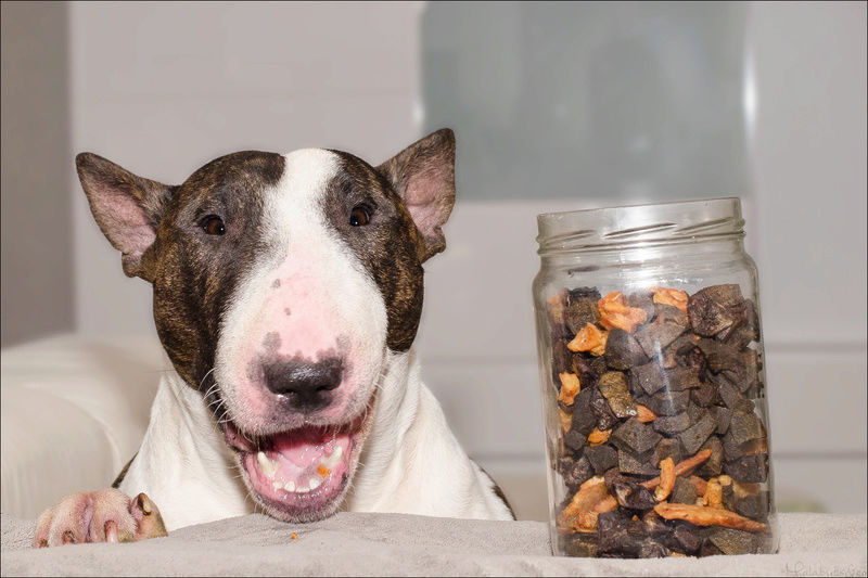 Viande crue ou cuite pour mon chien