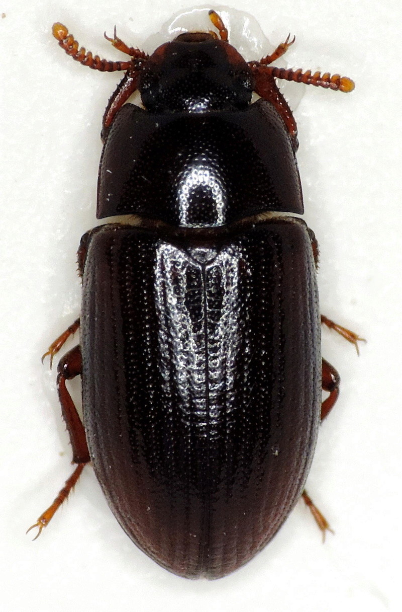 Tenebrionidae Dscn8511
