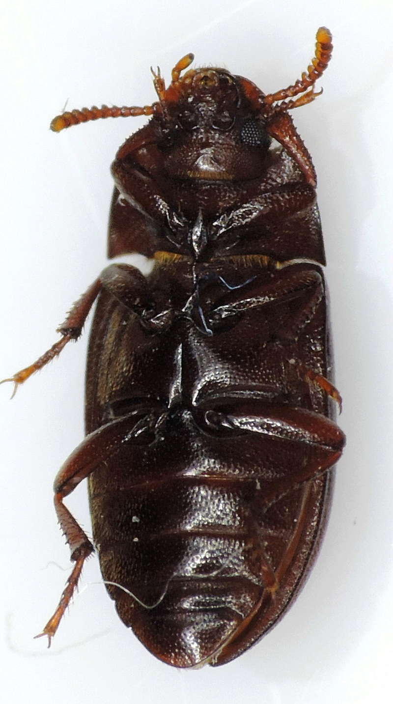 Tenebrionidae Dscn8512