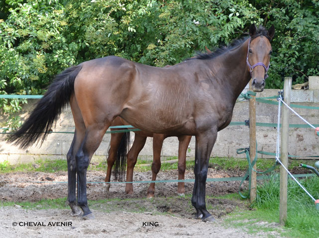 King hongre PS de 6 ans adopté par Elaine de Bretagne King110