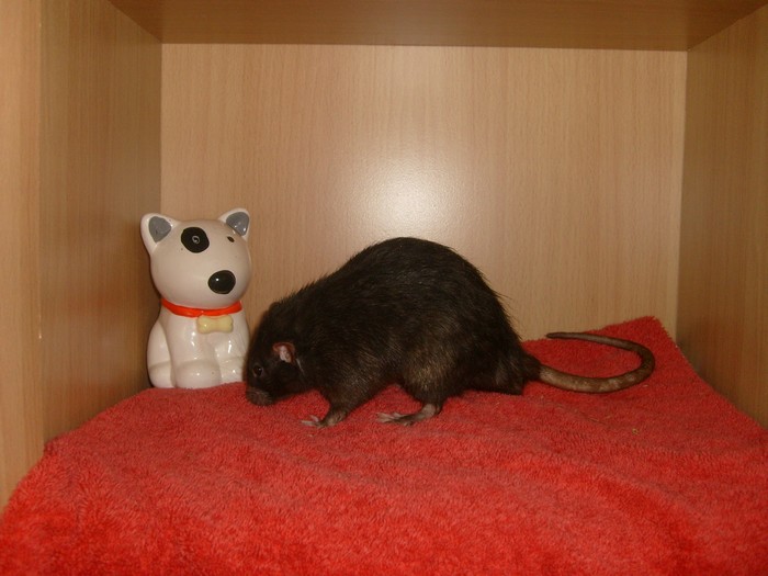 Présentation des Rats Nomak10
