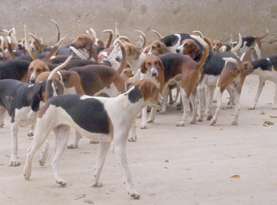 Chasse aux sangliers sur les terres d'Andiran Chien-10