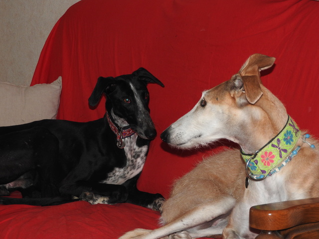 Léonn galgo noir à l'adoption "Scooby France " Adopté - Page 2 Dscn6221