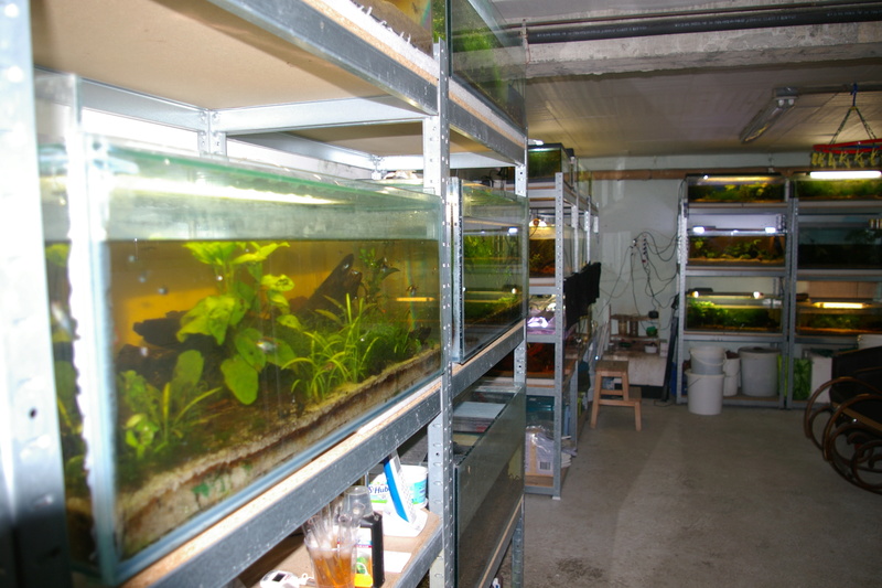 FISHROOM A MORLAIX Imgp1323