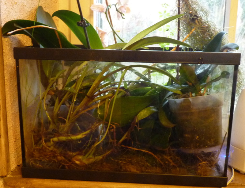 nouveau aménagement pour mes orchidés P1120547
