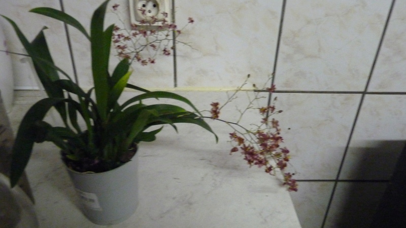 nouveau aménagement pour mes orchidés  P1120556