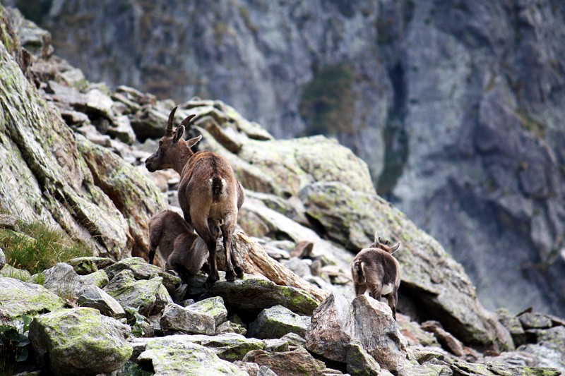 Séjour dans le mercantour Bouque11