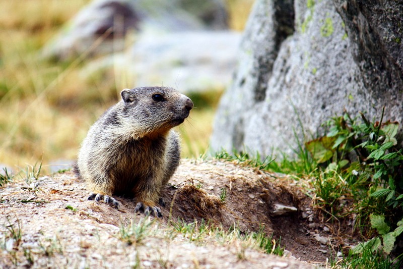 Séjour dans le mercantour Marmot10