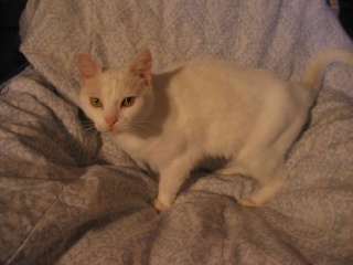 Miminne, 7 ans, jolie minette blanche aux yeux verts (FA Ardennes) Miminn10