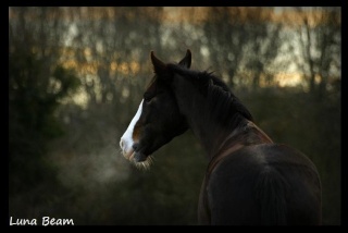 Luna Beam ( FINIT ) Horse_11