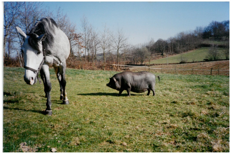 Concours photos "les compagnons de vos chevaux" gagnant Joël Skm_c210