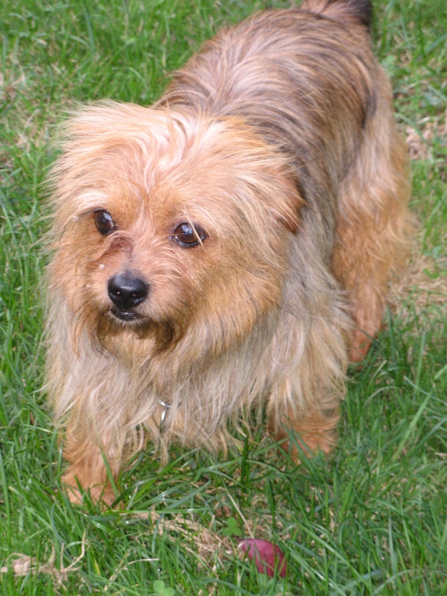 BOUBA, croisé york 6 ans - M 2012-112