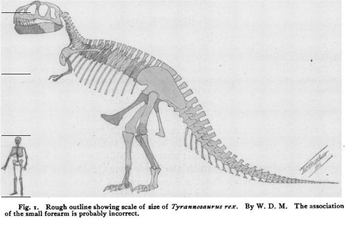 Wie groß waren die Dinosaurier wircklich? Tyrann10