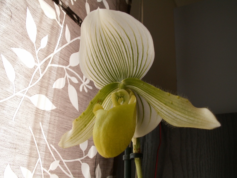 Paphiopedilum calcifuge ou calcicole. Juille31