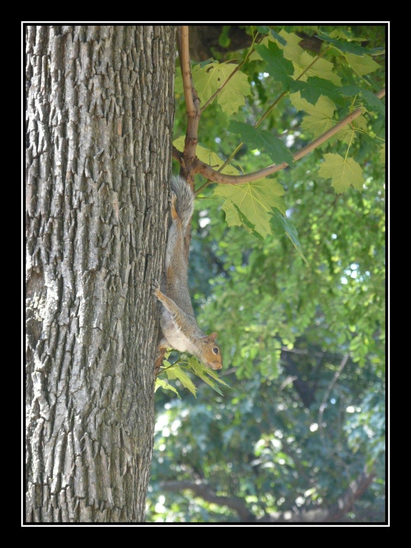 Petit écureuil du Canada Centra10