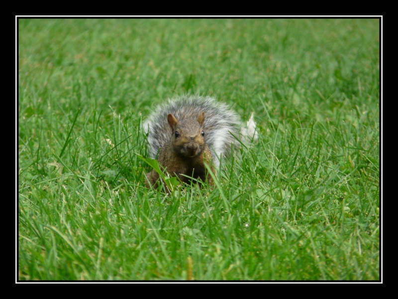 Petit écureuil du Canada Ecureu12