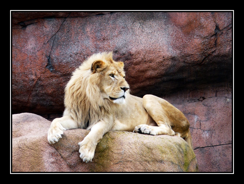 Zoo de Toronto Zoo_de13