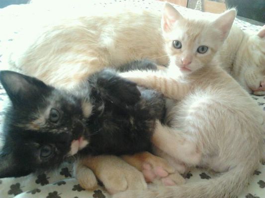 Dos gatitos en adopción Image145